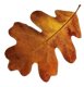 Autumn Leaf